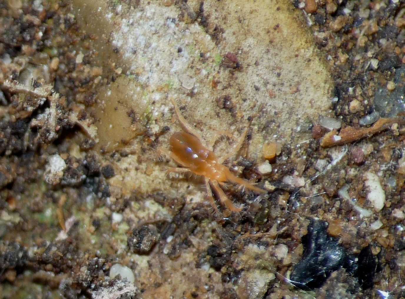 Acaro arancione: Rhagidiidae
